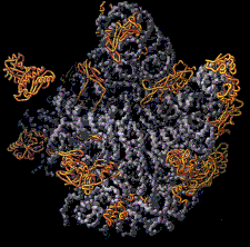 Image de la sous unité 50S du ribosome de Haloarcula marismortui à une résolution de 2,4Å. L'ARNr est représenté en gris, les protéines constitutives du ribosome sont représentées en jaune et se situent quasiment uniquement à la périphérie. D'après Ban, N et collaborateurs. Science, 289, 905-920 (2000)