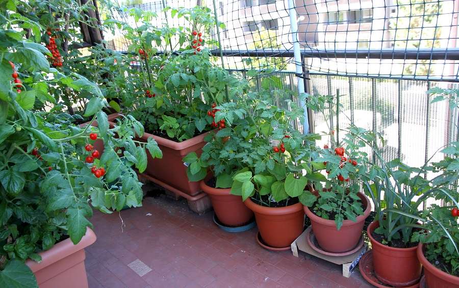 Plantez différentes variétés de tomates en pots sur le balcon. © ChiccoDodiFC, Adobe Stock