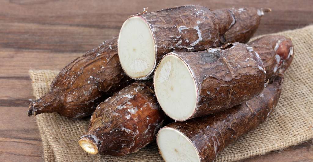 Les racines de manioc doivent être correctement préparées pour éviter l’intoxication. © An NGuyen, Shutterstock
