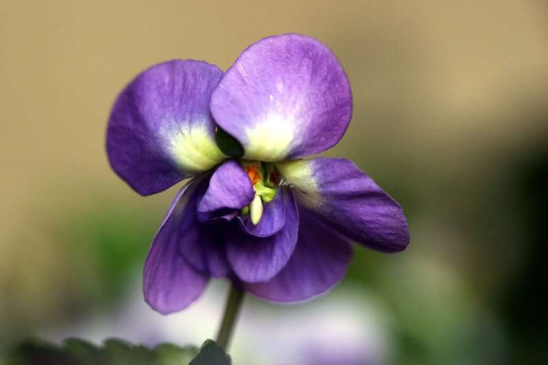 La violette de Toulouse se différencie des autres variétés de violette par ses fleurs doubles aux nombreux pétales. © St Sever 40, CC by-sa 3.0