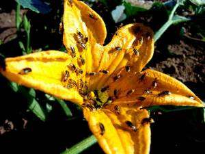 Concombre OGM infesté par des chrysomèles après une épidémie virale. © Miruna Sasu/Penn State