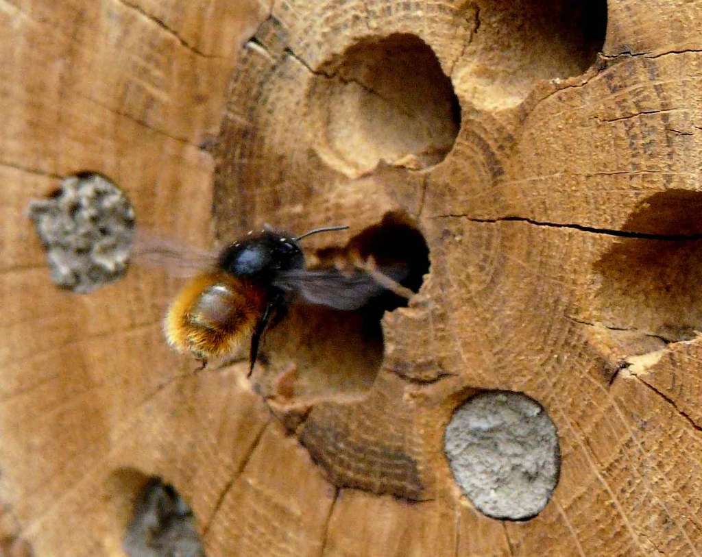 Osmia cornuta - Osmie cornue Osmia cornuta - Osmie cornue