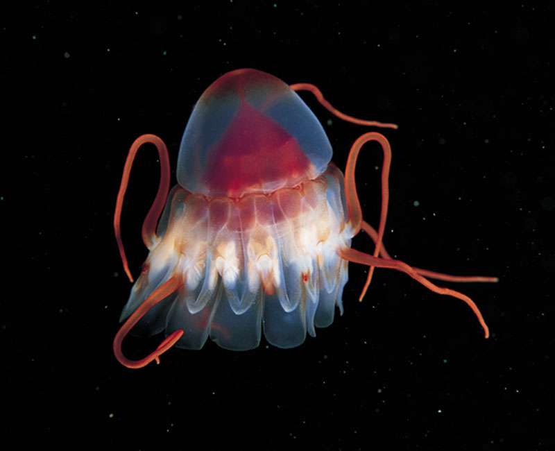 La méduse casquée La méduse casquée