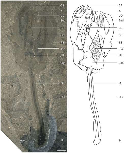 Un fossile de Siphusauctum gregarium. La barre d'échelle (le trait blanc) mesure 5 mm. Légende du dessin : A - Anus, Con - structure conique, CS - segments filtrants, ES - gaine externe, H - attache, IS - tige interne, LD - système digestif inférieur, OS - tige externe, Sed - sédiment, TG - rainure externe, UD - système digestif supérieur. © O'Brien et Caron, 2012, Plos One