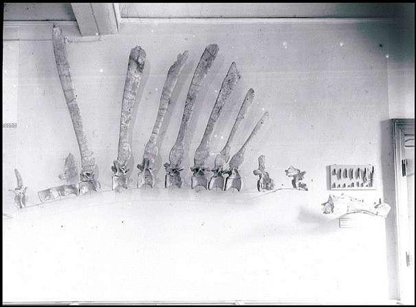 Fossile de Spinosaurus photographié par Stromer Fossile de Spinosaurus photographié par Stromer
