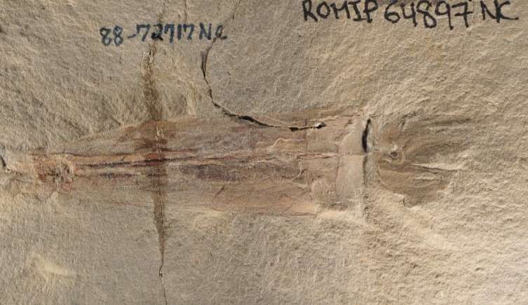 Le fossile de S. bideni mesure environ 12 centimètres de long et permet de distinguer une poche à encre ainsi que dix bras. © Christopher Whalen