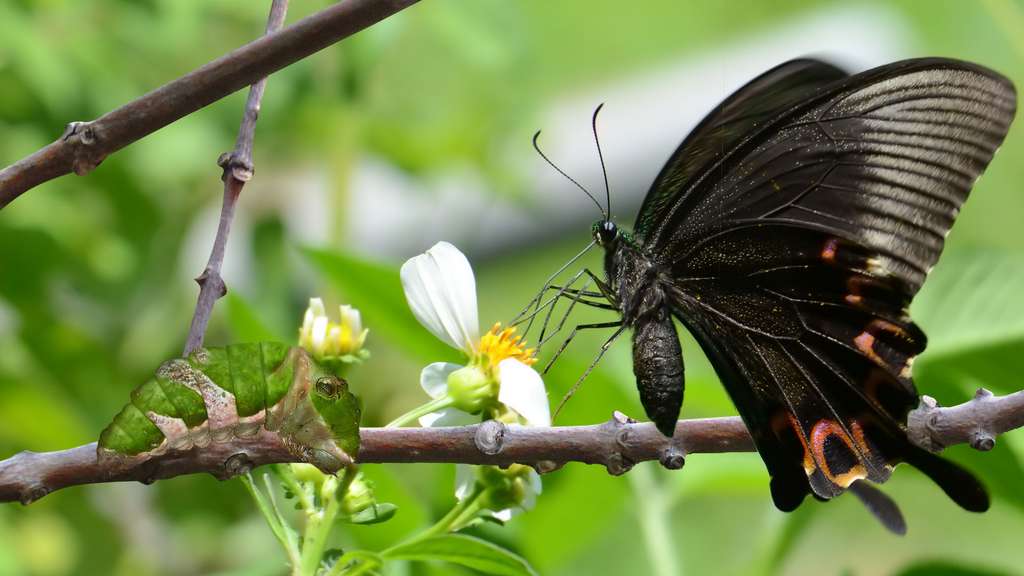 Photo Les Achillides Des Papillons Qui Cachent Leurs Couleurs