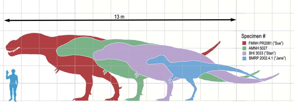 Ce schéma illustre la différence de taille entre un humain moyen et différents spécimens de tyrannosaures, révélés par des fouilles paléontologiques. © Matt Martyniuk, Wikimedia Commons, CC by-sa 3.0