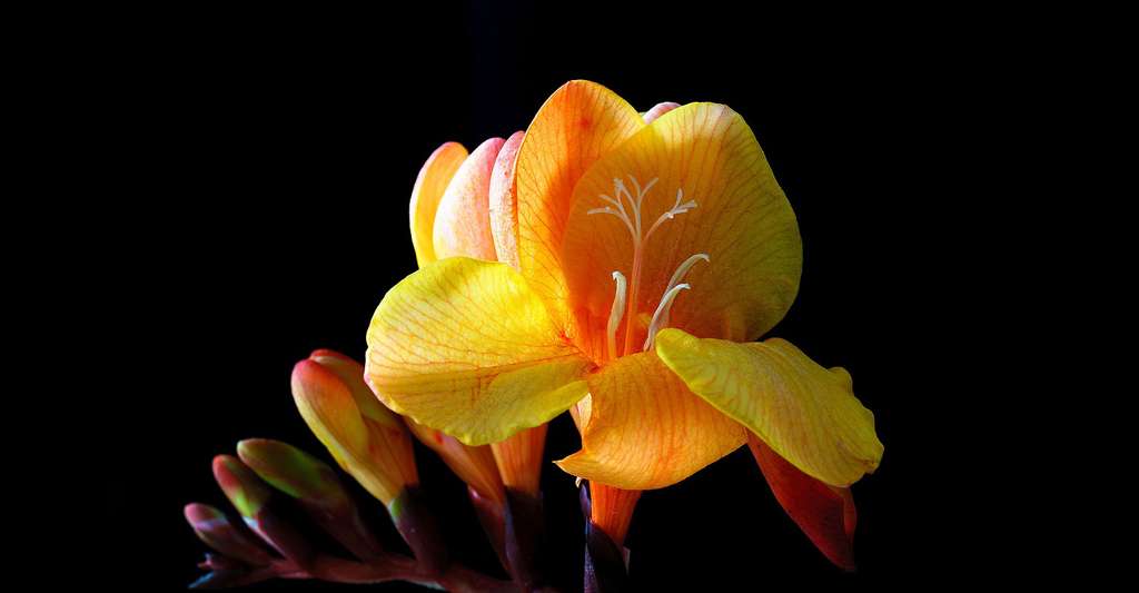 Le freesia, une fleur odorante. © ThomasWolter, Pixabay, DP