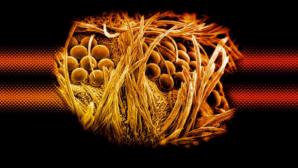 Un moucheron Cecidomyiidae vu au microscope électronique Un moucheron Cecidomyiidae vu au microscope électronique