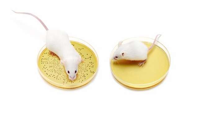 Chez la souris, le microbiote intestinal est nécessaire à une croissance postnatale optimale. À gauche, une jeune souris élevée avec son microbiote intestinal ; à droite, une jeune souris adulte dépourvue de microbiote intestinal. © Vincent Moncorgé