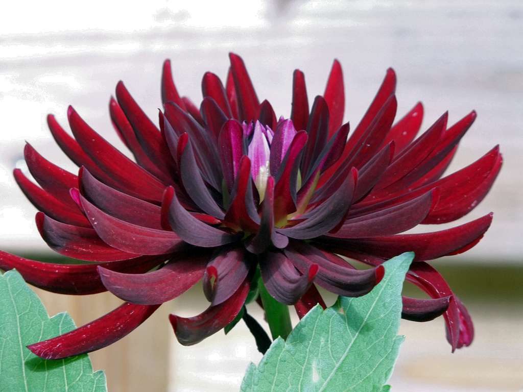 Dahlia grenat Dahlia grenat