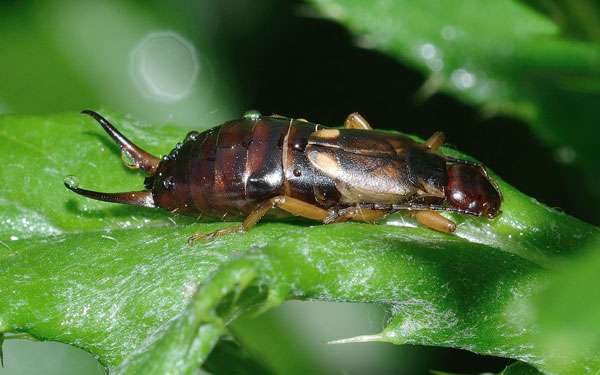 Foficule or earwig is a polyphagous dermapteric insect.  © Franok35, Pixabay, DP