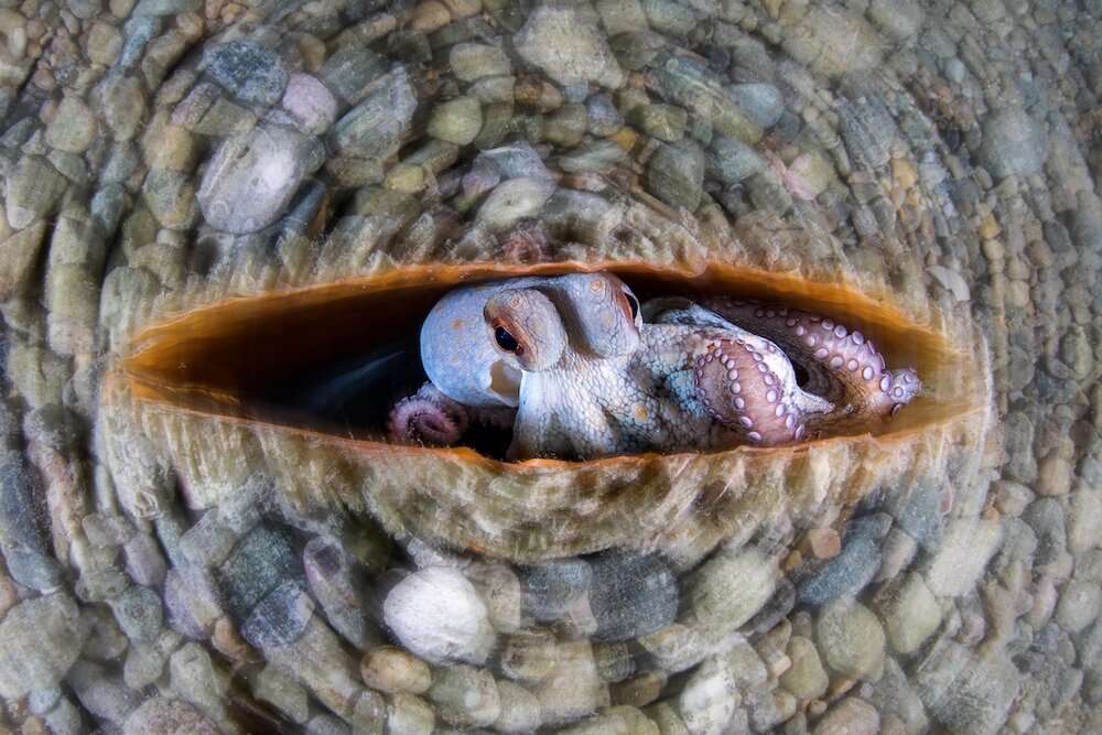 Circular Octopus. © Alessandro Grasso (Italie)