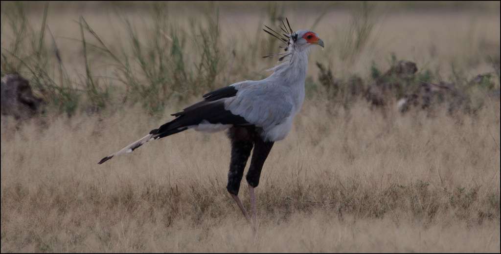 Le secrétaire est l’un des nombreux aigles qui vivent en Namibie. © Ludovic Hirlimann, Flickr, CC by-sa 2.0
