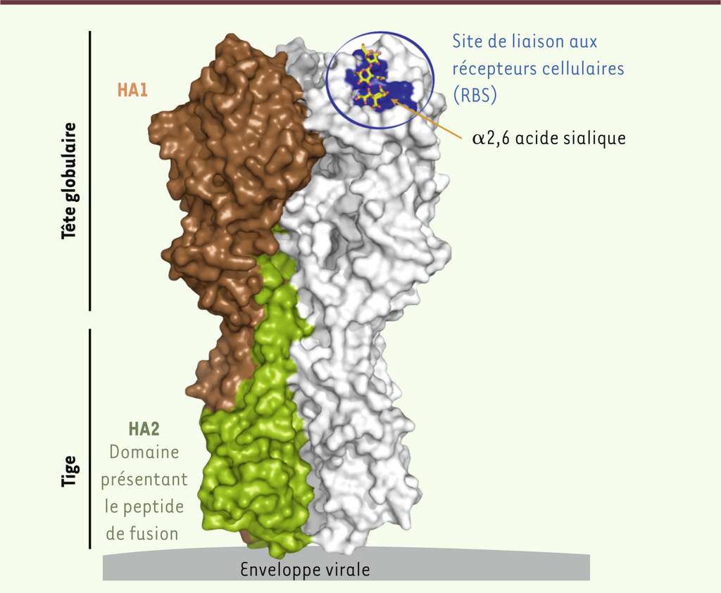 Structure de l’hémagglutinine, la principale glycoprotéine de surface du virus de la grippe qui serait le site de liaison aux récepteurs cellulaires. © Mes Sci, 2013