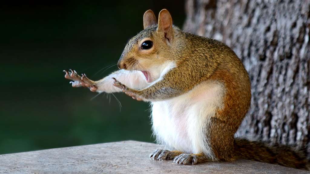 Je fuis les papparazzis ! Je fuis les papparazzis !