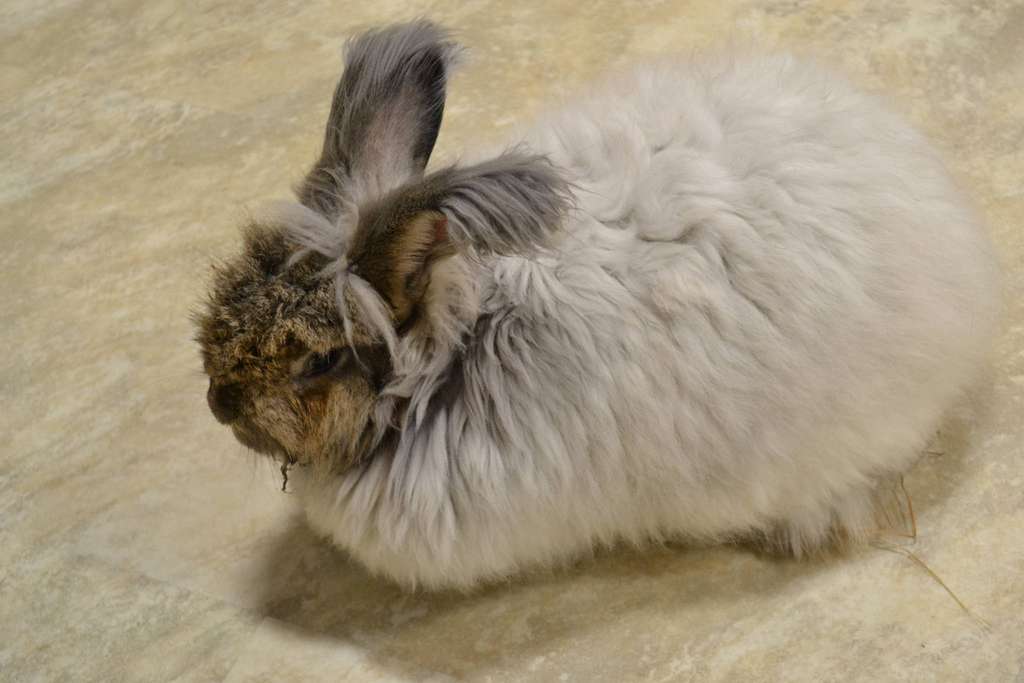 Definition Angora Futura Planete Definition Angora Futura Planete