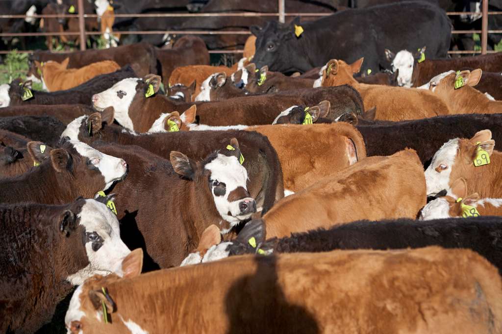En France, les vaches émettraient chaque année, sous forme de méthane, l’équivalent CO2 de quelque 15 millions de voitures. De quoi contribuer à la hausse des taux de méthane atmosphérique enregistrée par une équipe internationale de chercheurs. © Colby, Fotolia