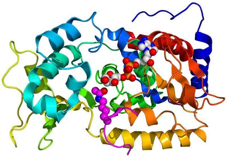 Les sirtuines sont des enzymes que l'on retrouve aussi bien chez les organismes procaryotes que chez les eucaryotes. Elles agissent au niveau épigénétique, en régulant les histones, ces protéines qui permettent de compacter l'ADN. Ici, il s'agit de la représentation 3D de Sir2, une sirtuine extraite de la levure. © Boghog2, Wikipédia, DP