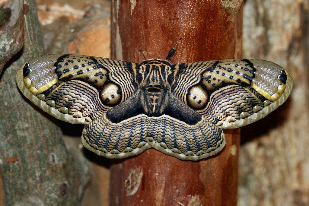 Un papillon Brahmaea wallichii insula photographié à Taiwan. © Arthur Chapam, CC by-sa 2.0 Wikimédia
