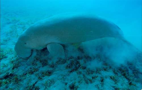 Le dugong passe la majeure partie de son temps à brouter. © Alexis Rosenfeld, toute reproduction et utilisation interdites