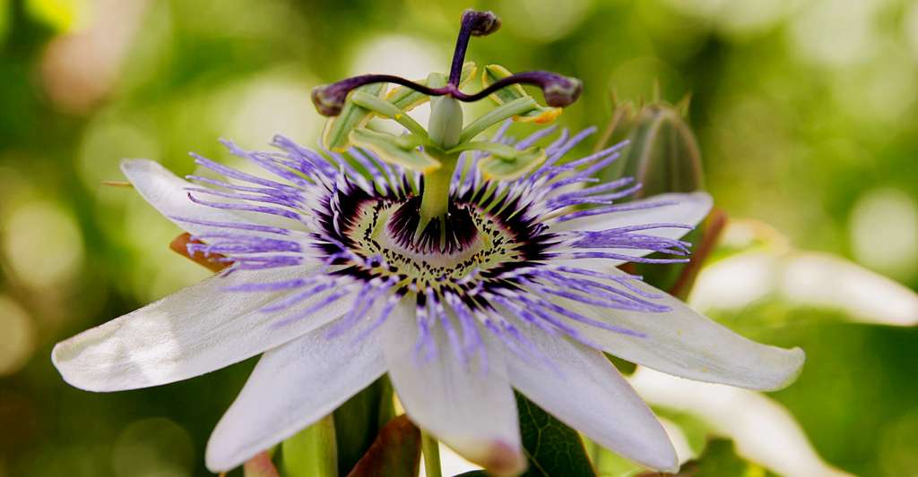Malgré leurs handicaps, les plantes à fleurs se sont développées. Ici, une passiflore ou fleur de la passion. © Fir0002, CC by-nc 1.2