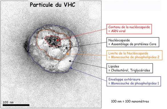 Le virus VHC, agent de l'hépatite C, observé au microscope électronique à transmission. On remarque sa stratégie du cheval de Troie : la particule virale proprement dite, limitée par la nucléocapside, s'est entourée de lipides, prélevés chez son hôte. Le virus ressemble alors à s'y méprendre aux particules virolipidiques circulant dans le sang. Il a fallu 25 ans aux biologistes pour le repérer... © BMJ, British Society of Gastroenterology 2016