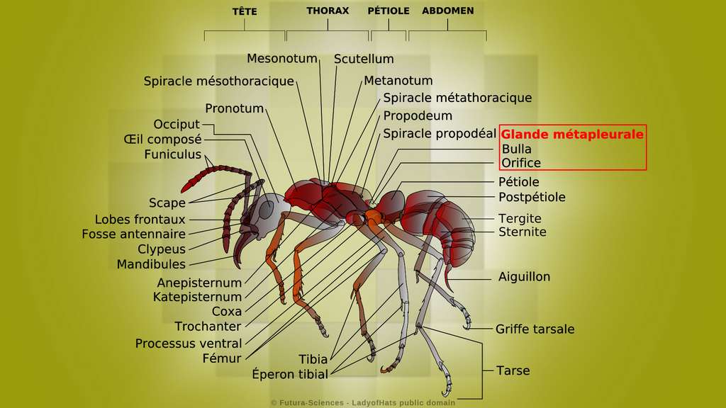 La glande antibactérienne des fourmis