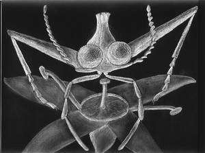 Vue d'artiste du monstre. Au-dessus des yeux apparaît la corne qui se termine par trois petits tubercules : des yeux surnuméraires. © Oregon State University