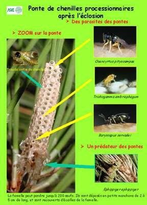 Le Cycle Biologique De La Processionnaire Du Pin Dossier