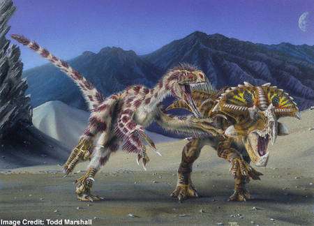 Velociraptor mongoliensis attaquant un Protoceratops andrewsi