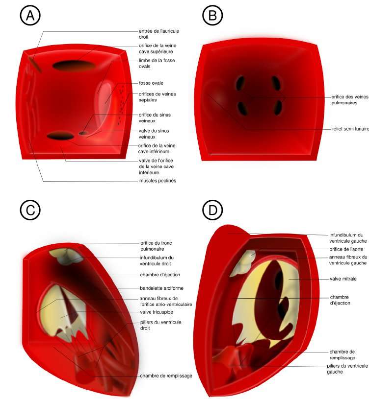 Anatomie Du Cœur Ventricules Oreillettes Aorte Arteres Coronaires Valves Dossier