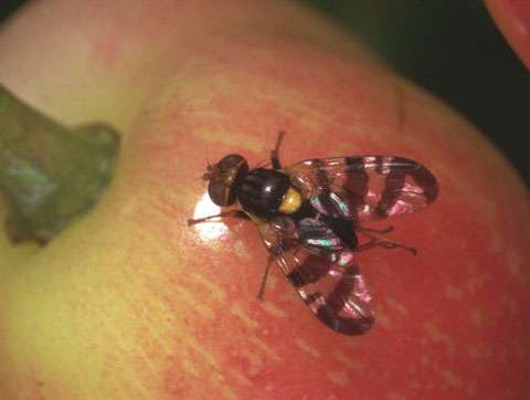 Mouche de la cerise, Rhagoletis cerasi, femelle sur un fruit © INRA Reproduction et utilisation interdites