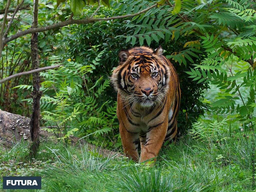 Alerte : le tigre de Sumatra est en danger d'extinction !