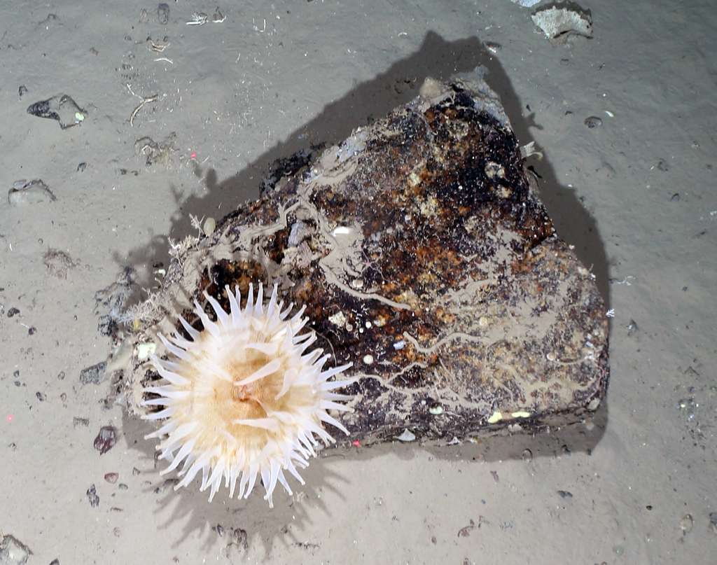 Ici, une anémone de mer de dix centimètres de diamètre utilisant une petite pierre comme substrat. © OFOBS-Team PS124, Institut Alfred Wegener pour la recherche polaire et marine