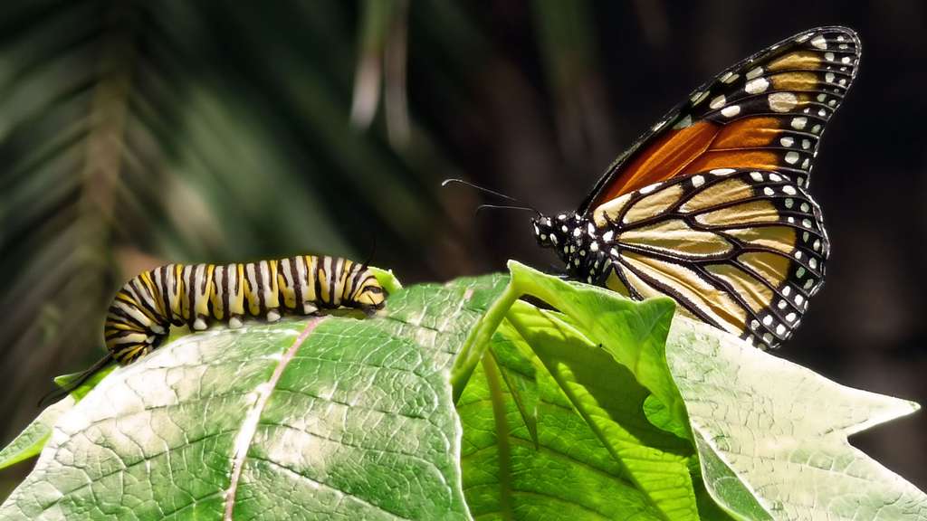 Photo La Metamorphose Du Monarque Un Roi Aile