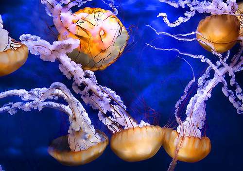 Méduses noires géantes (Black Sea Nettle). © Fotophillius, Flickr, CC by-nc-sa 2.0