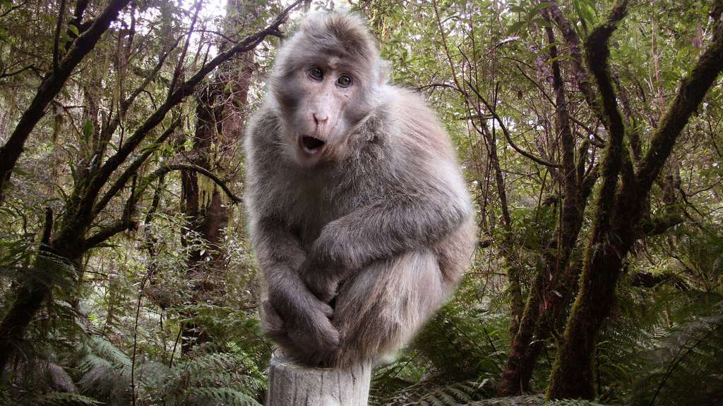 Le macaque du Tibet Le macaque du Tibet