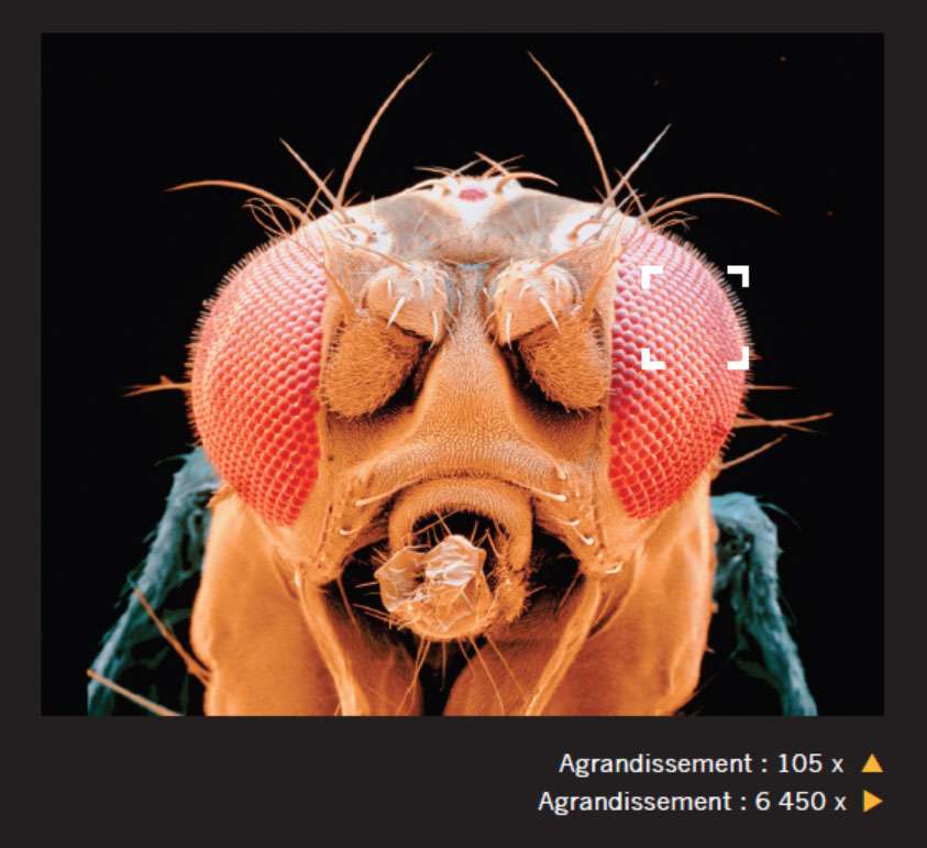 Les yeux de la mouche comportent plusieurs milliers de facettes. Certains coléoptères en possèdent plus de 30.000. © Giles Sparrow, Dunod, DR