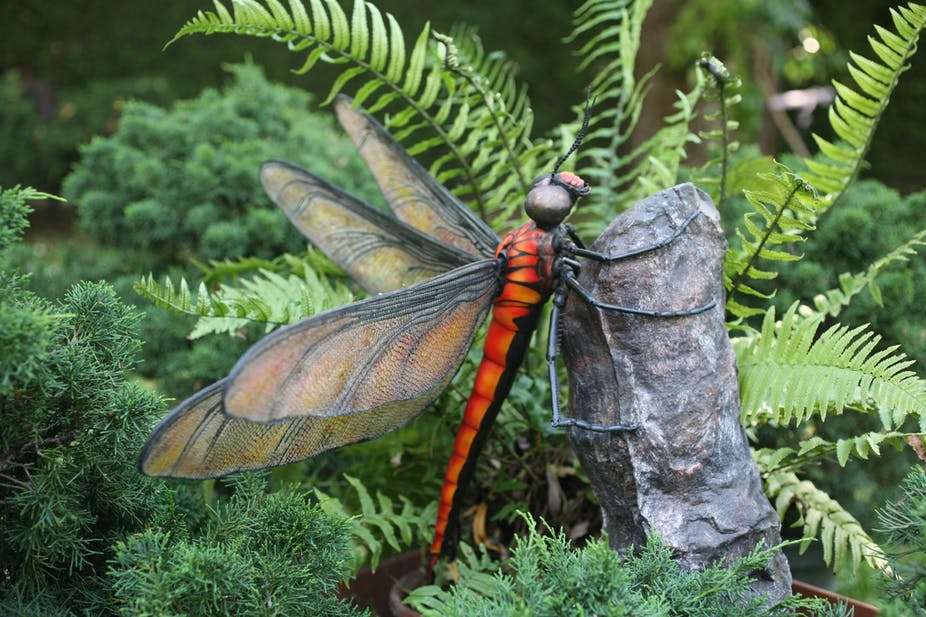 Meganeura, the largest insect to ever live on Earth, measured almost 70 cm in wingspan.  © Romain Garrouste, MNHN