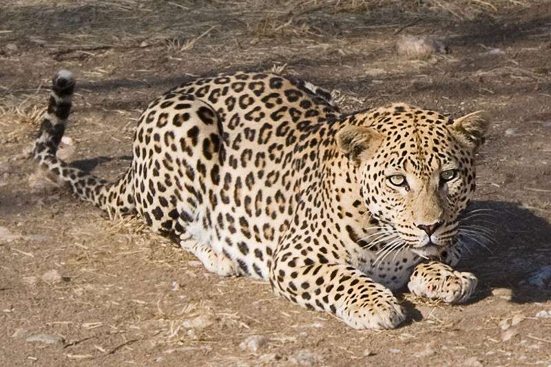 Photo de léopard en Namibie Photo de léopard en Namibie
