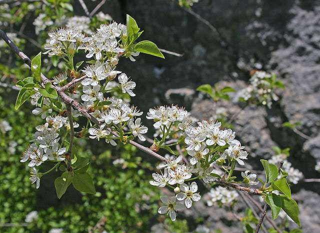 Definition Prunier De Sainte Lucie Prunus Mahaleb Cerisier Odorant Faux Merisier Futura Planete Definition Prunier De Sainte Lucie Prunus Mahaleb Cerisier Odorant Faux Merisier Futura Planete