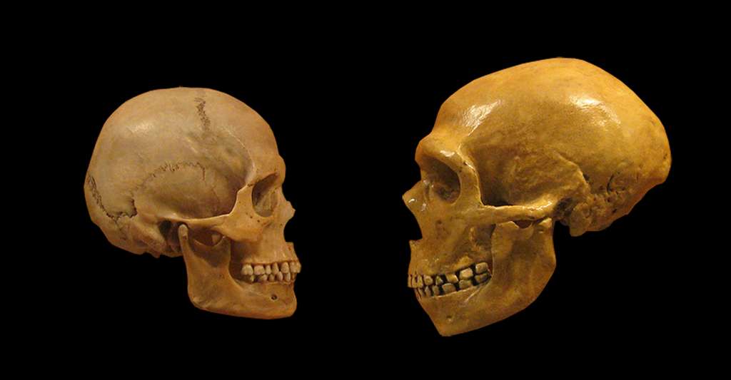 La datation sur monocristal constitue un progrès considérable pour les géologues. Grâce à elle, certains habitats d'hominidés peuvent être datés, par exemple en datant les sols sur lesquels ils ont vécu. Ici, comparaison d'un crâne d'Homo Sapiens avec un crâne de Néandertal. © Hairymuseummatt, CC by-nc 2.0