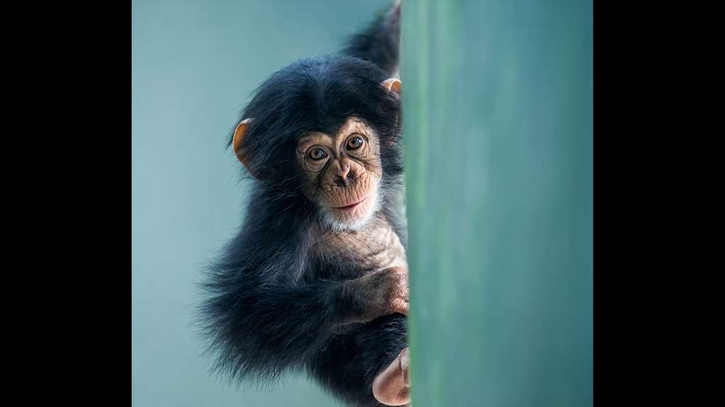Le chimpanzé, notre plus proche parent Le chimpanzé, notre plus proche parent