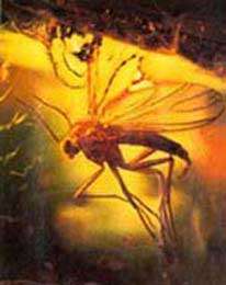 Mouche piégée dans l'ambre. © DR - Reproduction et utilisation interdites Mouche piégée dans l'ambre. © DR - Reproduction et utilisation interdites