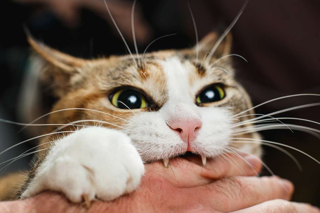 Breve Les Chats Survivent Mieux Aux Morsures De Serpents Que Les Chiens Et Voici Pourquoi