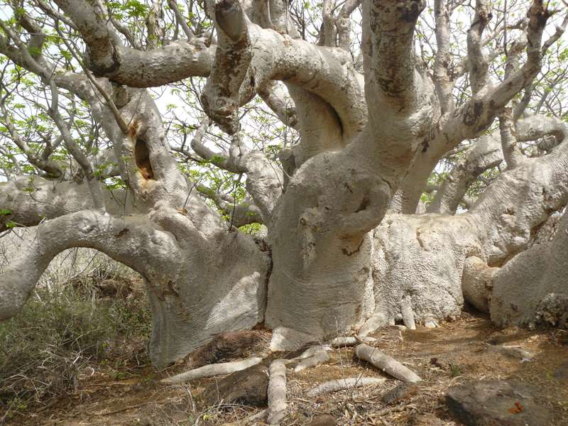 Baobab parasol aux branches envoûtantes Baobab parasol aux branches envoûtantes