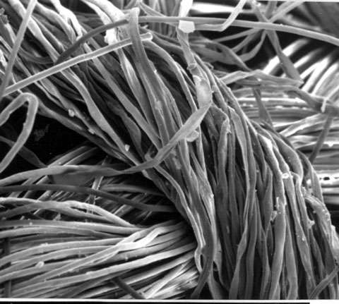 Détail d'un tissu de lin vu en microscopie électronique à balayage © (MEB).