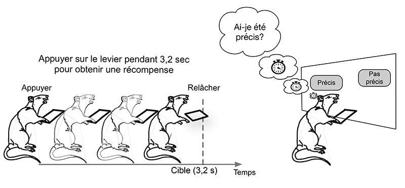 Les rats ont appris à appuyer au moins 3,2 secondes sur un levier. En fonction de l’écart entre cet objectif et sa réalisation, une récompense est distribuée à gauche ou à droite. Les rats choisissent majoritairement le distributeur correspondant à leur marge d’erreur, car ils ont appris que le côté récompensé dépendait de leur précision et sont capables d’évaluer leur performance. © Kononowicz et al., PNAS